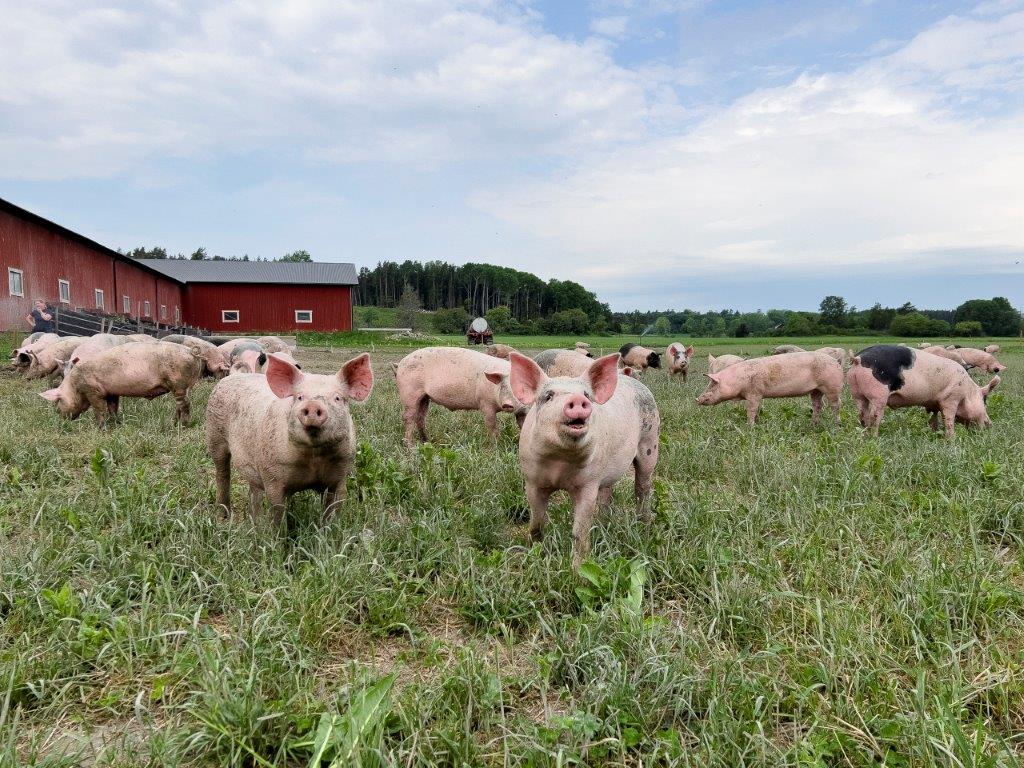 Några grisar står i gröngräset och vädrar i förgrunden. I bakgrunden syns en lada och en träddunge. 